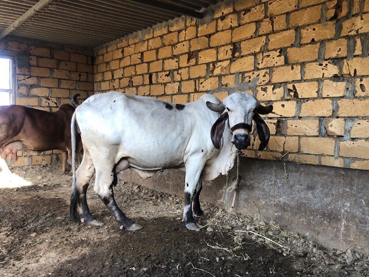ગાય વેચવાની છે
