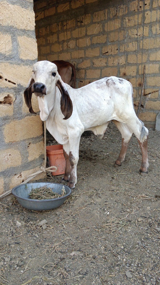 ગાય વેચવાની છે
