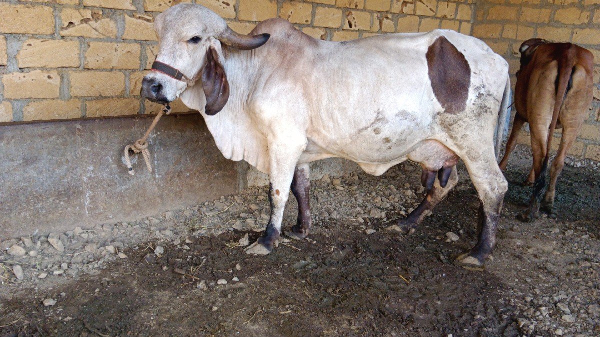 ગાય વેચવાની છે