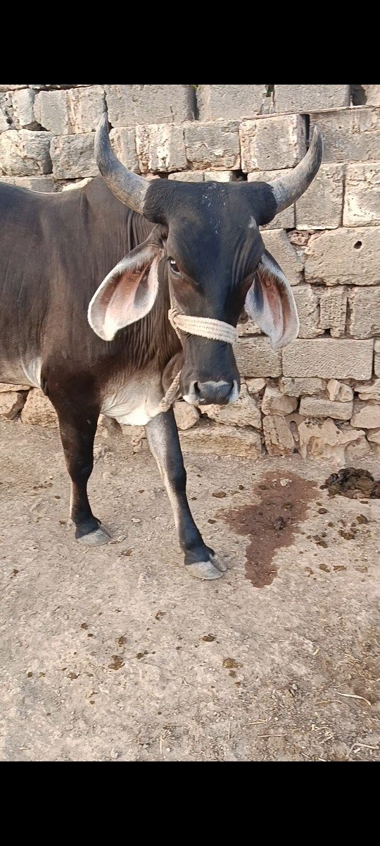 જામવી હોડકી પારવા દેવાની છે
