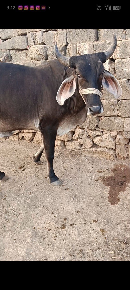 જામવી હોડકી પારવા દેવાની છે
