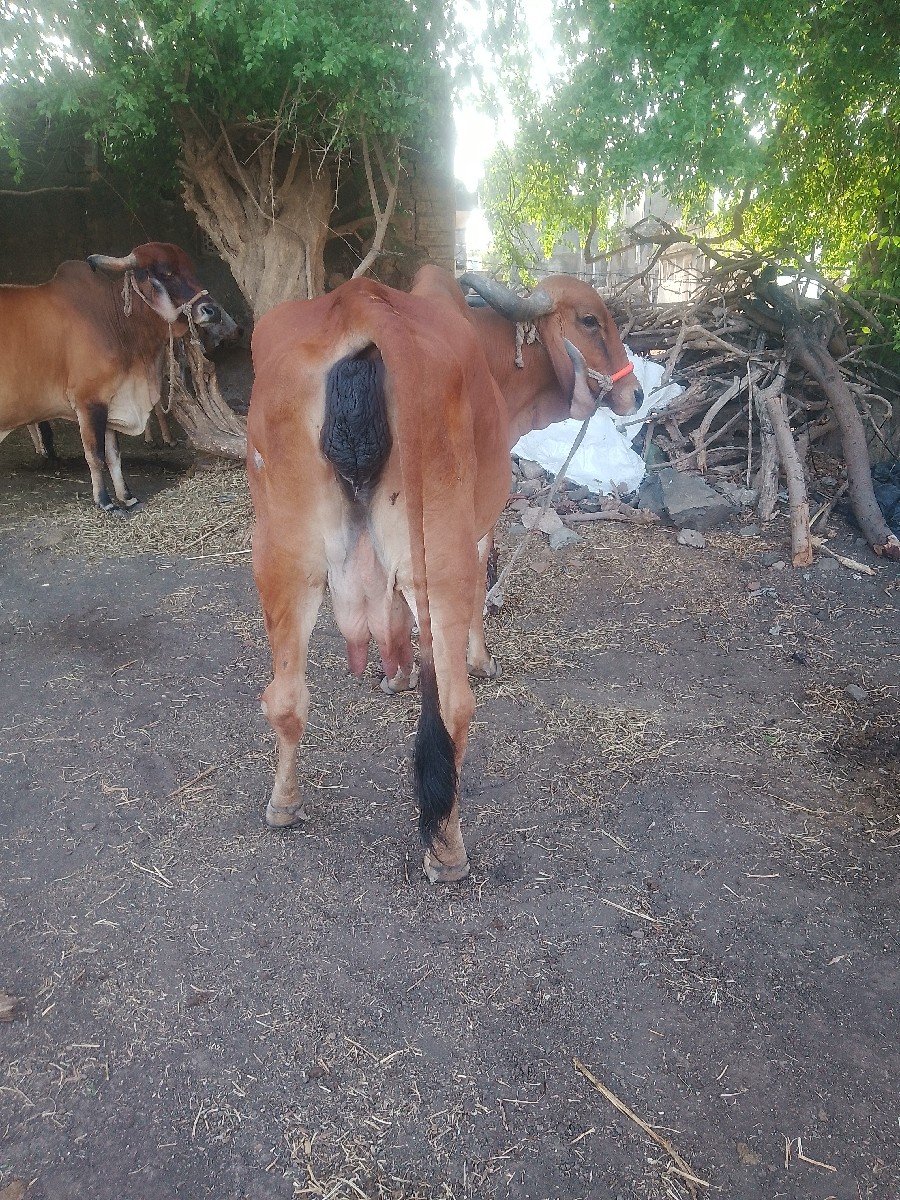 ગાયવેશવાનીછે