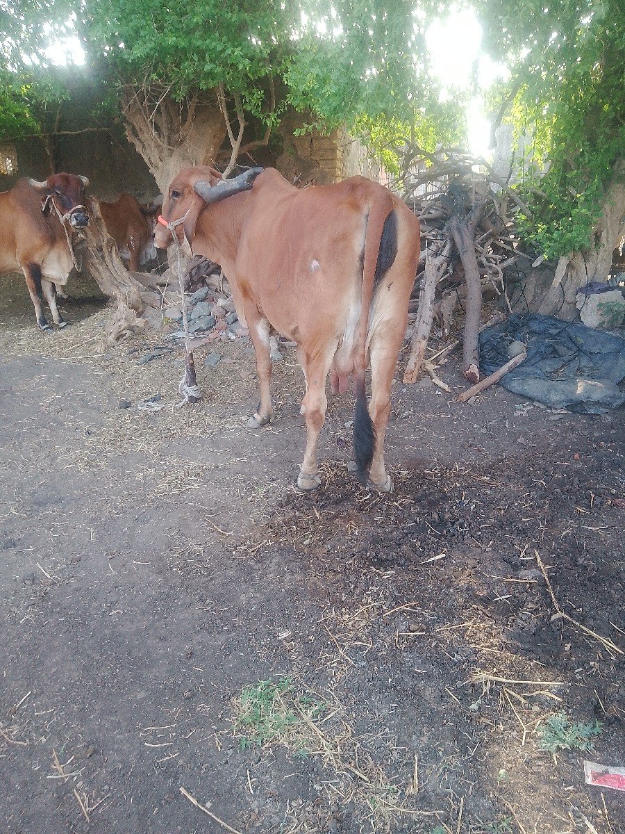 ગાયવેશવાનીછે