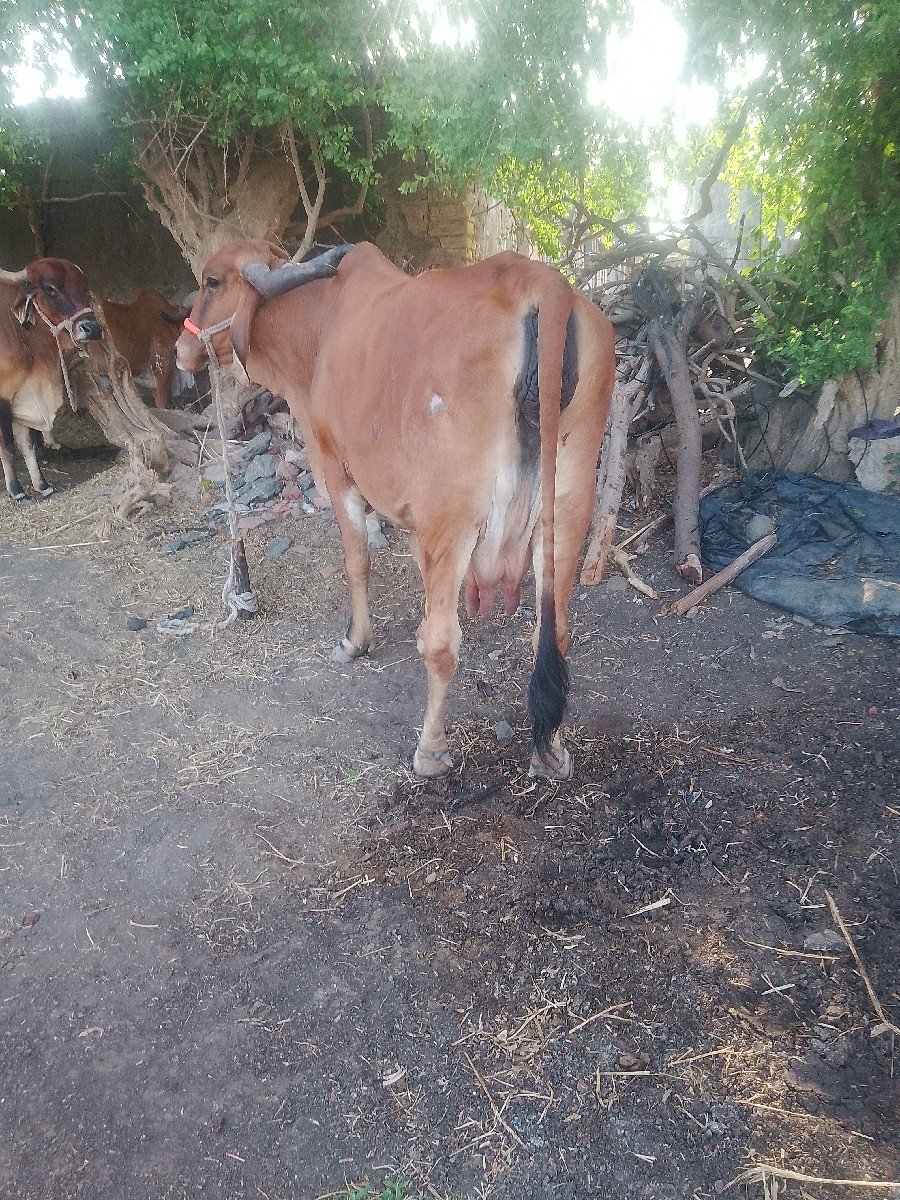ગાયવેશવાનીછે
