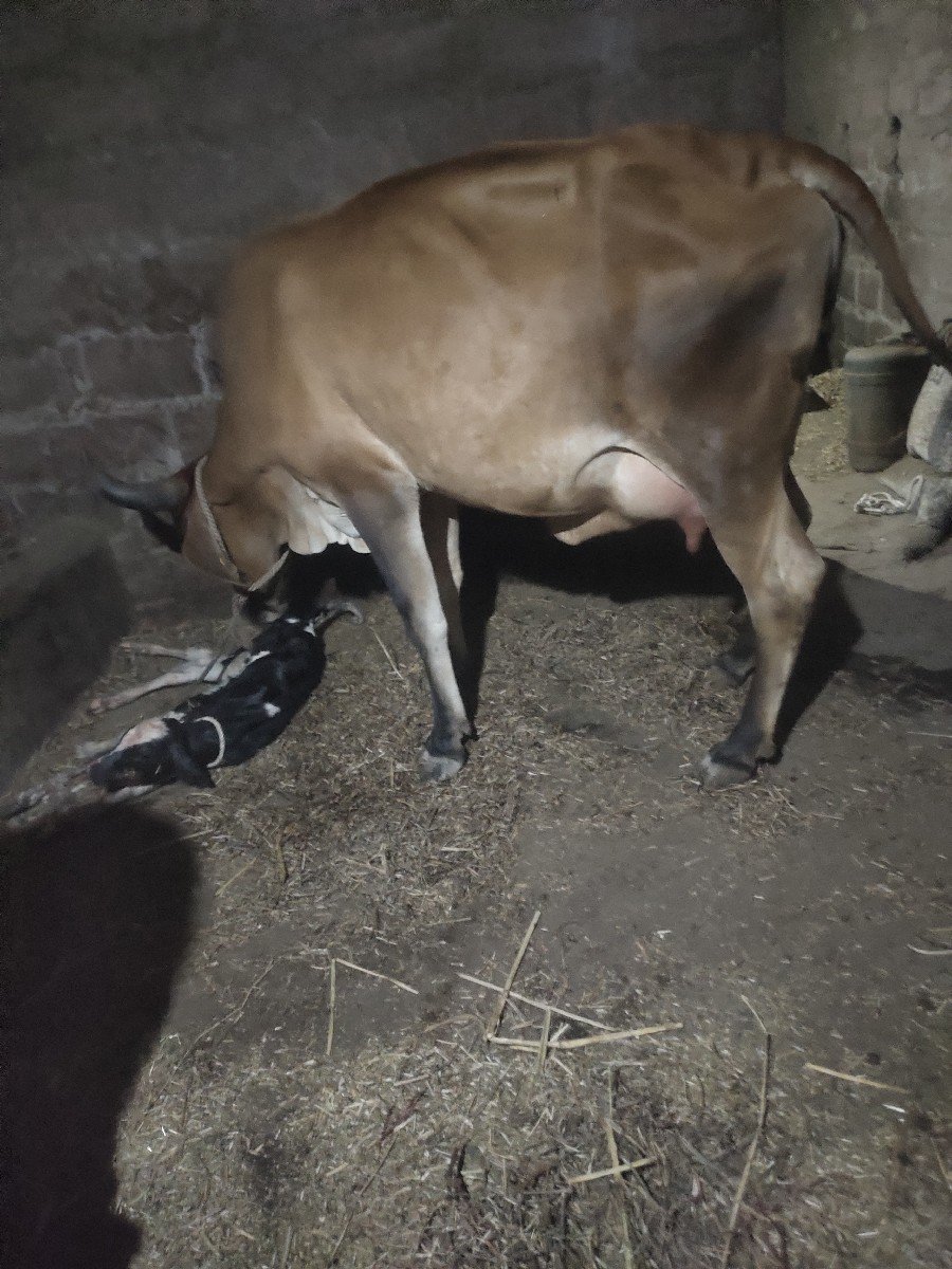 દેશી જરસી ગાય વેશવાની