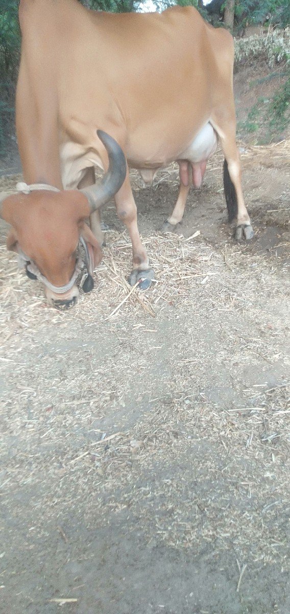 ગાય ગીર વેસવી ઘાભણી છે