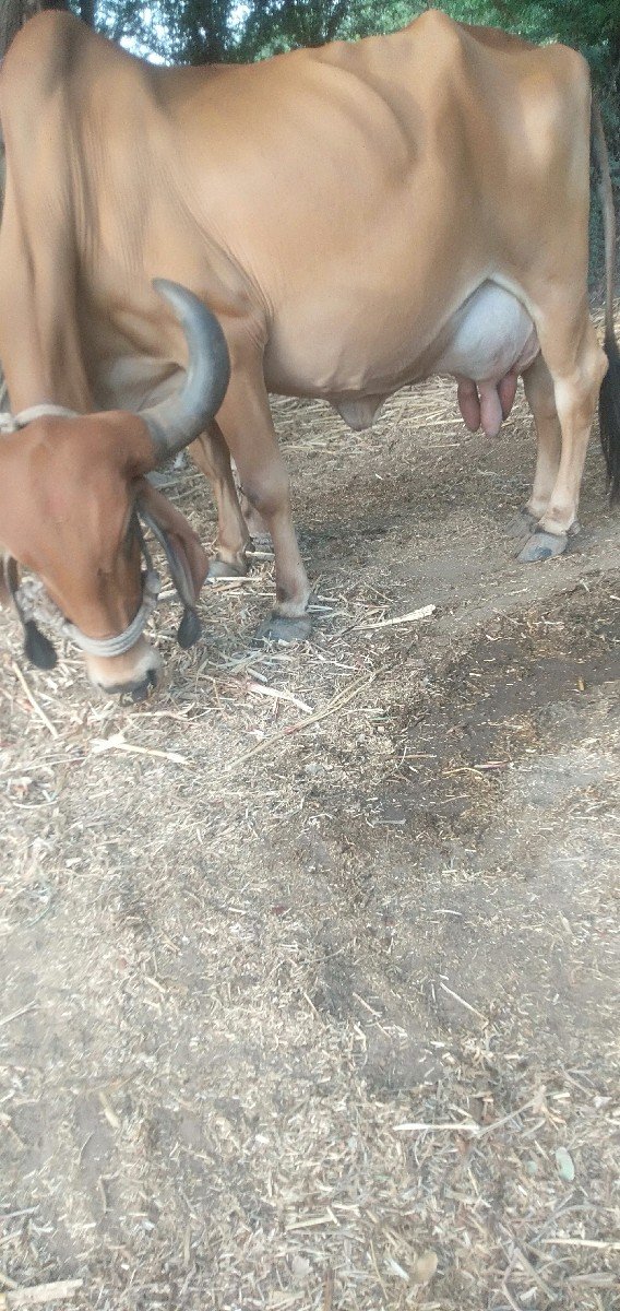 ગાય ગીર વેસવી ઘાભણી છે