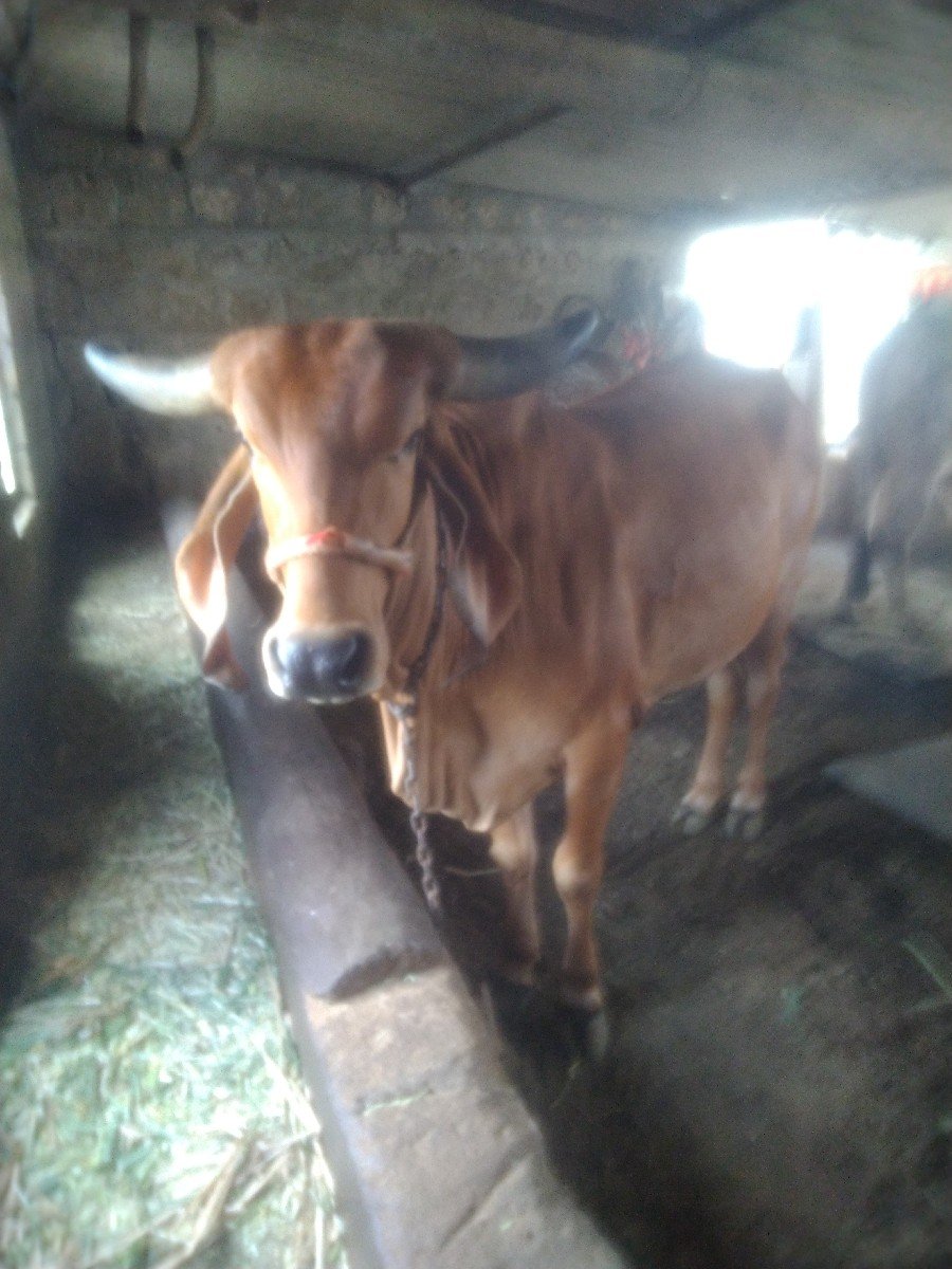 હોડકી વેચવાની છે