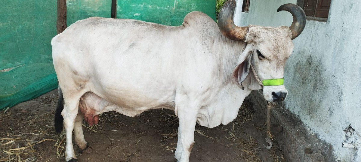 3 ગાયુ વેચવાની છે