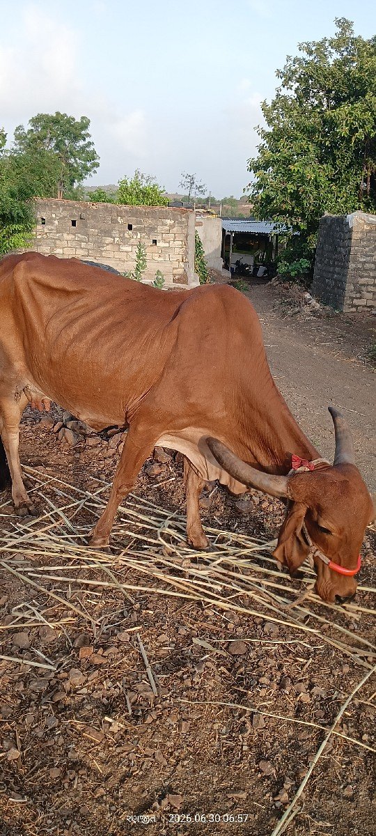 આ ગાય વેચવાની છે.