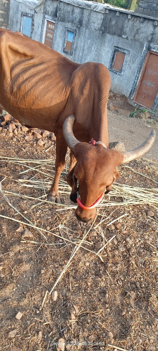 આ ગાય વેચવાની છે.