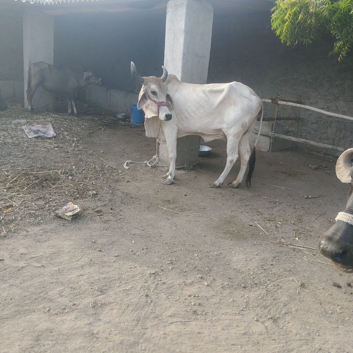 ગાય