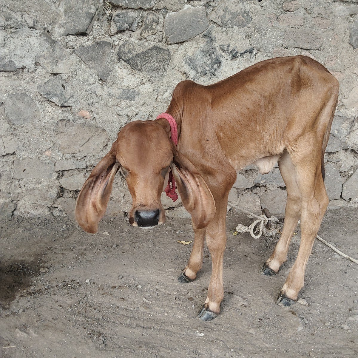 ગાય