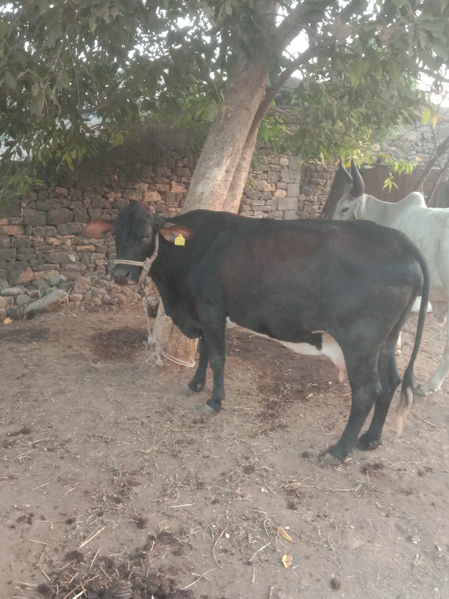 જસીગાયવેચવાનીછેઠાલીછે