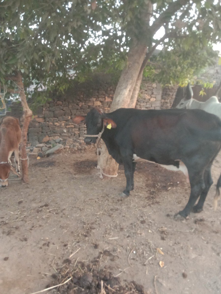 જસીગાયવેચવાનીછેઠાલીછે
