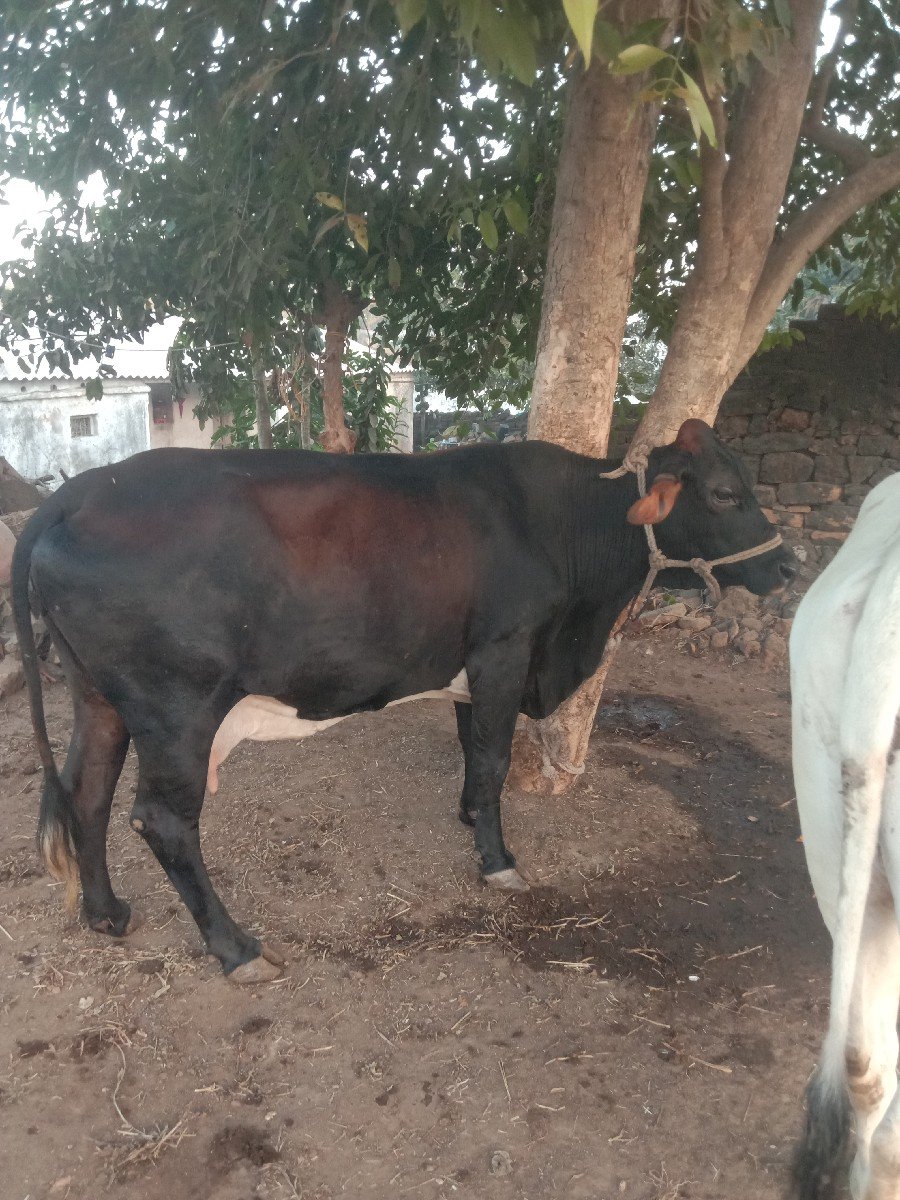 જસીગાયવેચવાનીછેઠાલીછે