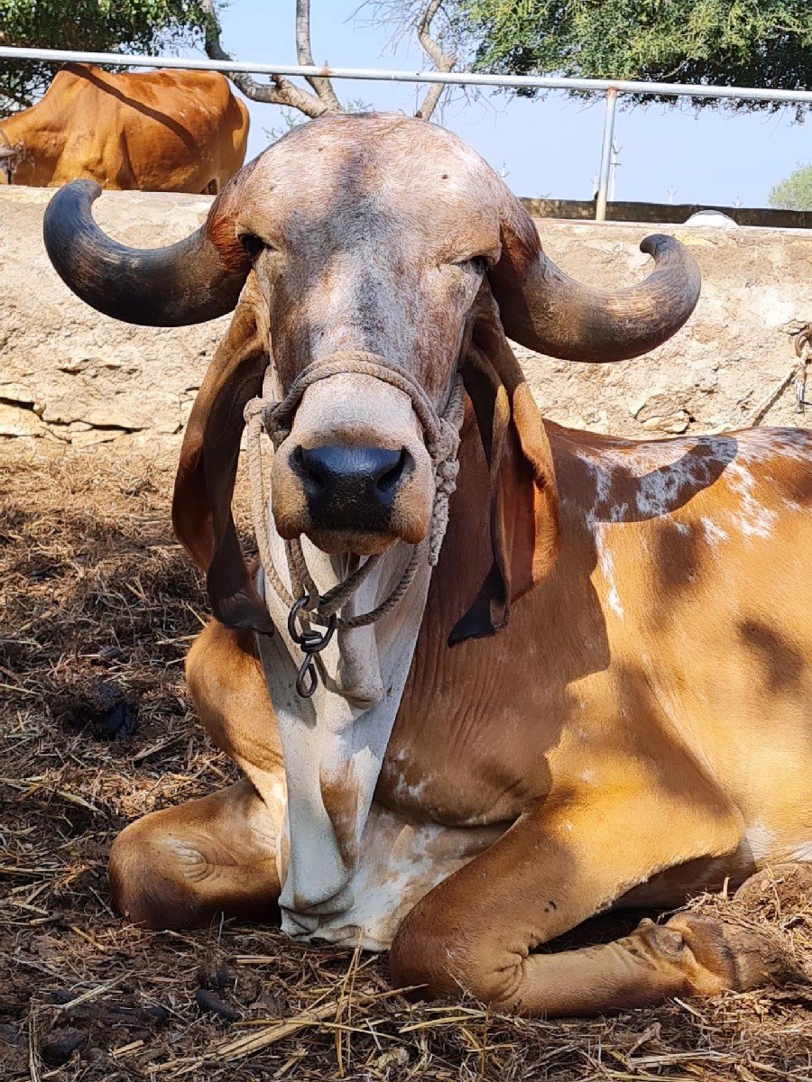 બે ગાય