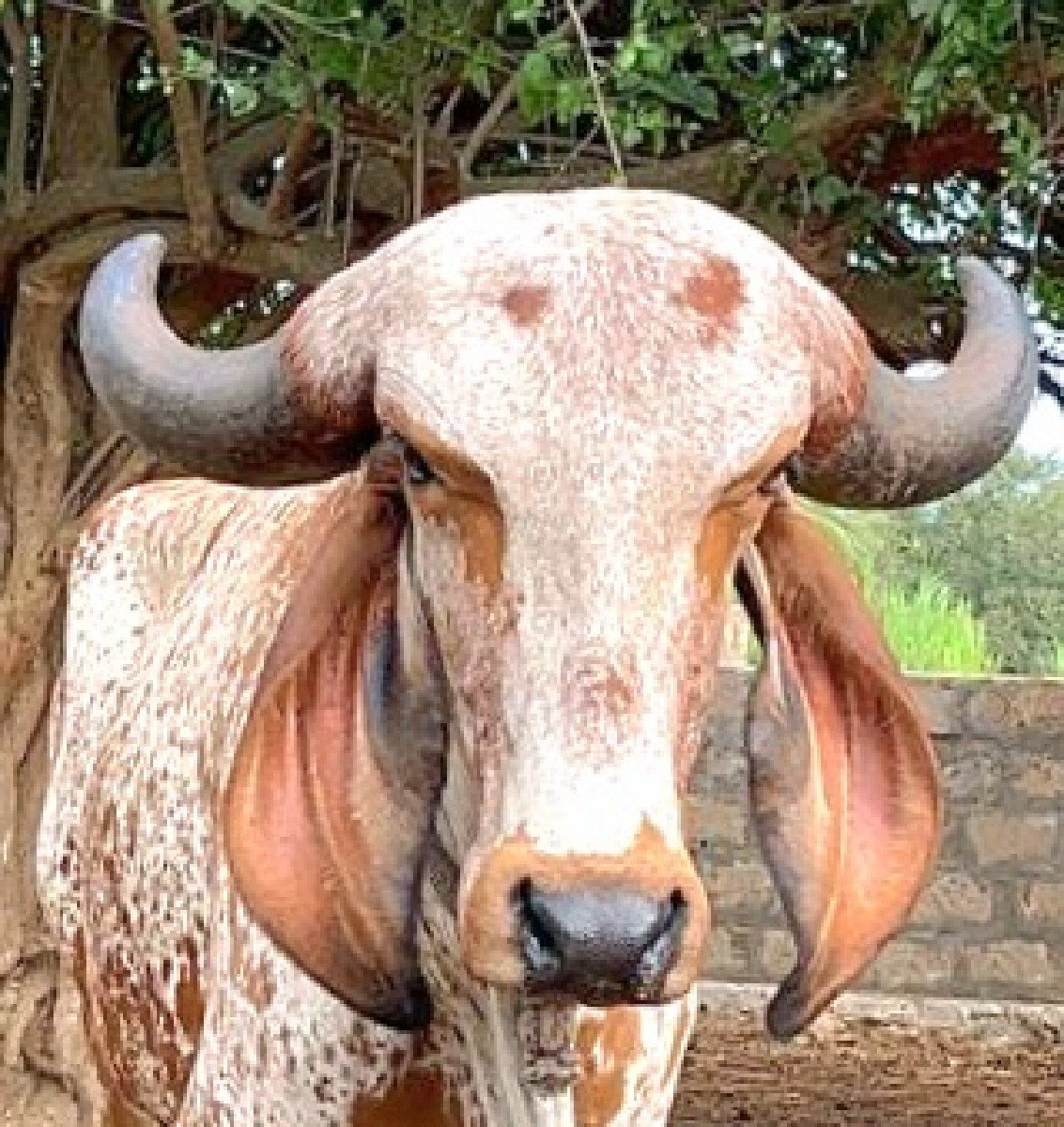 બે ગાય