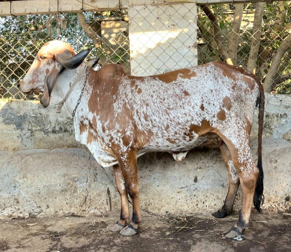 બે ગાય