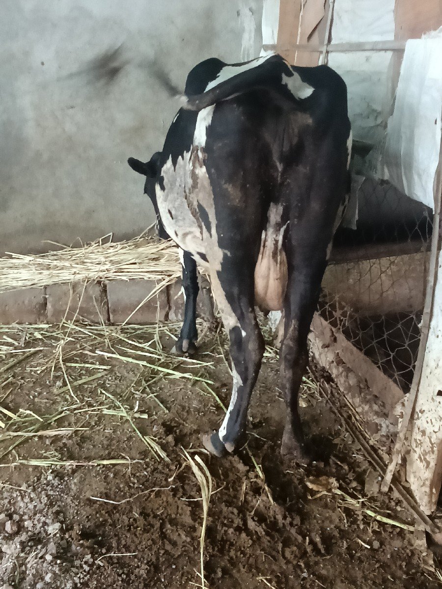 જર્સી ગાય વેચવાની છે