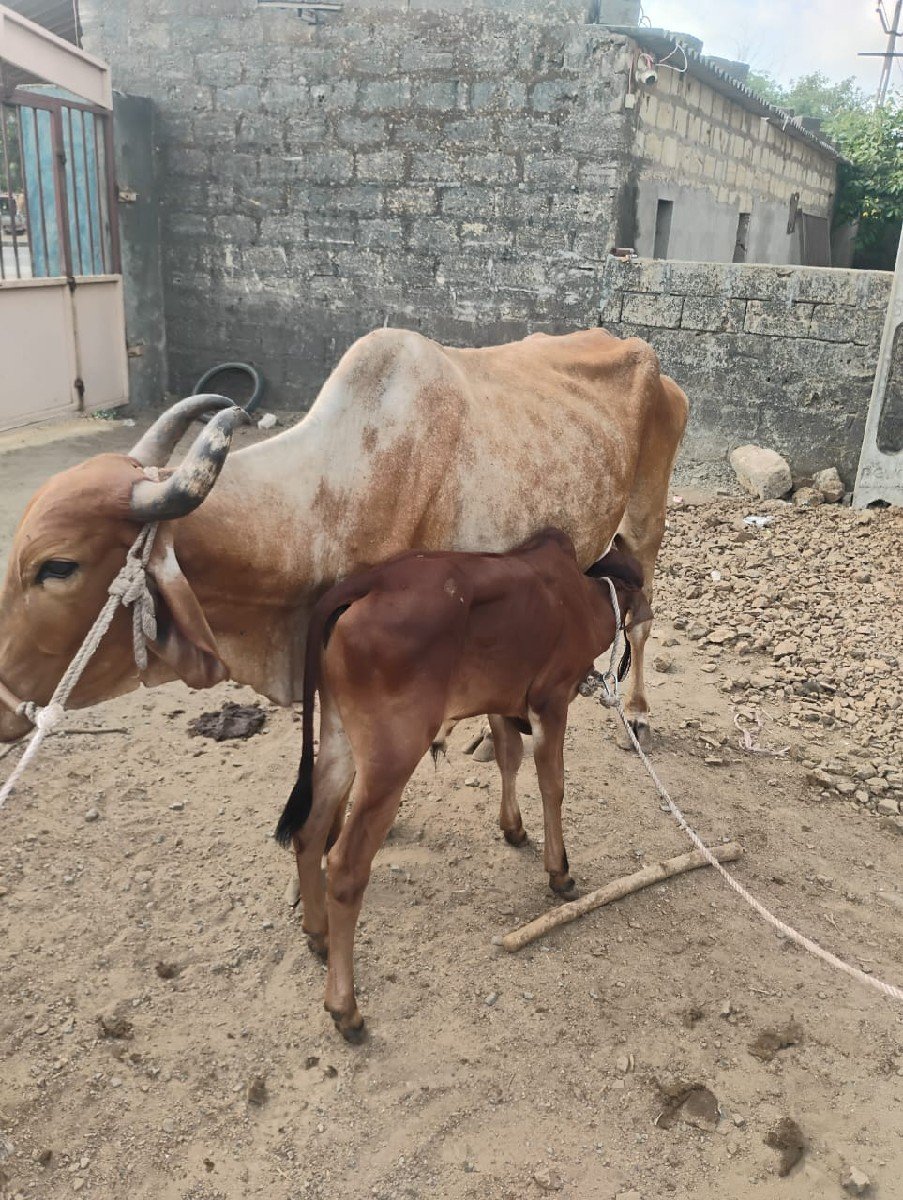 વેચવાની છે