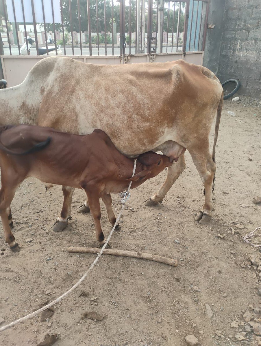 વેચવાની છે