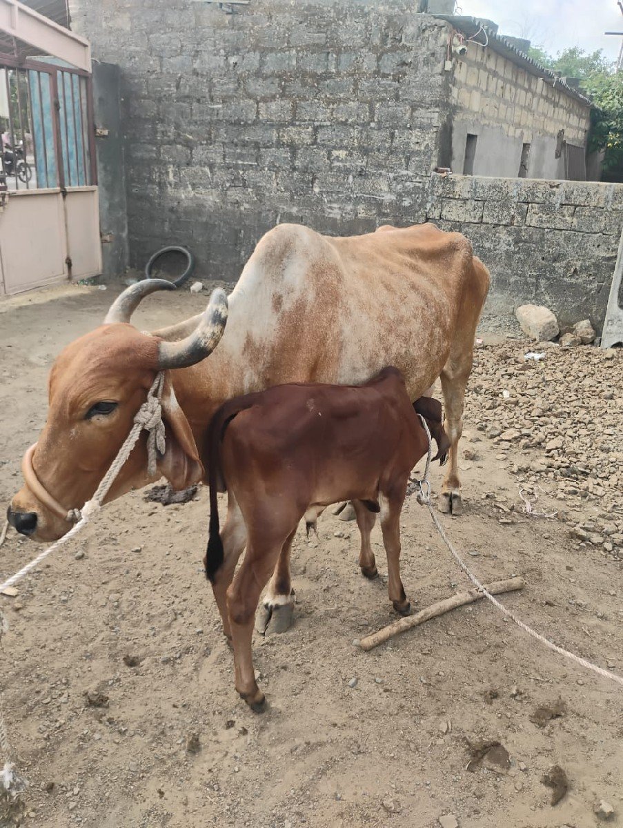 વેચવાની છે