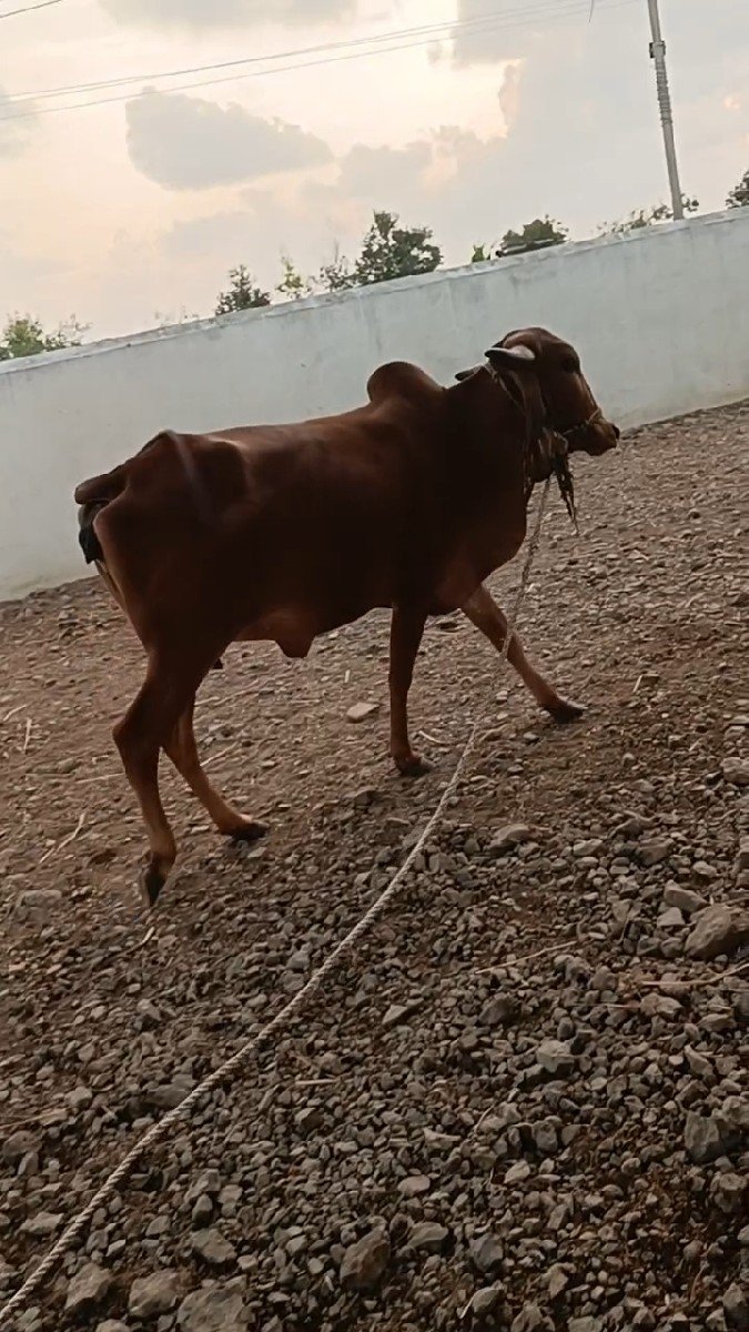કેસવપુર ગવશાળા ની સે