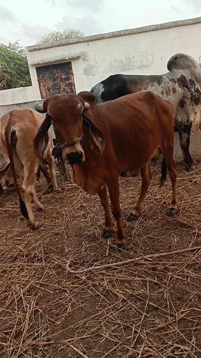 કેસવપુર ગવશાળા ની સે