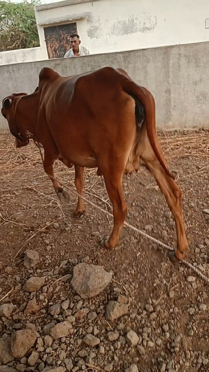 કેસવપુર ગવશાળા ની સે