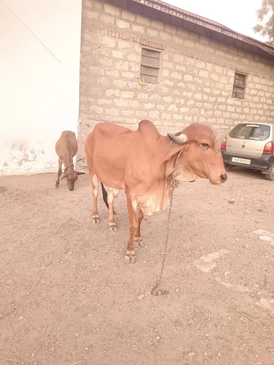 વસાડી