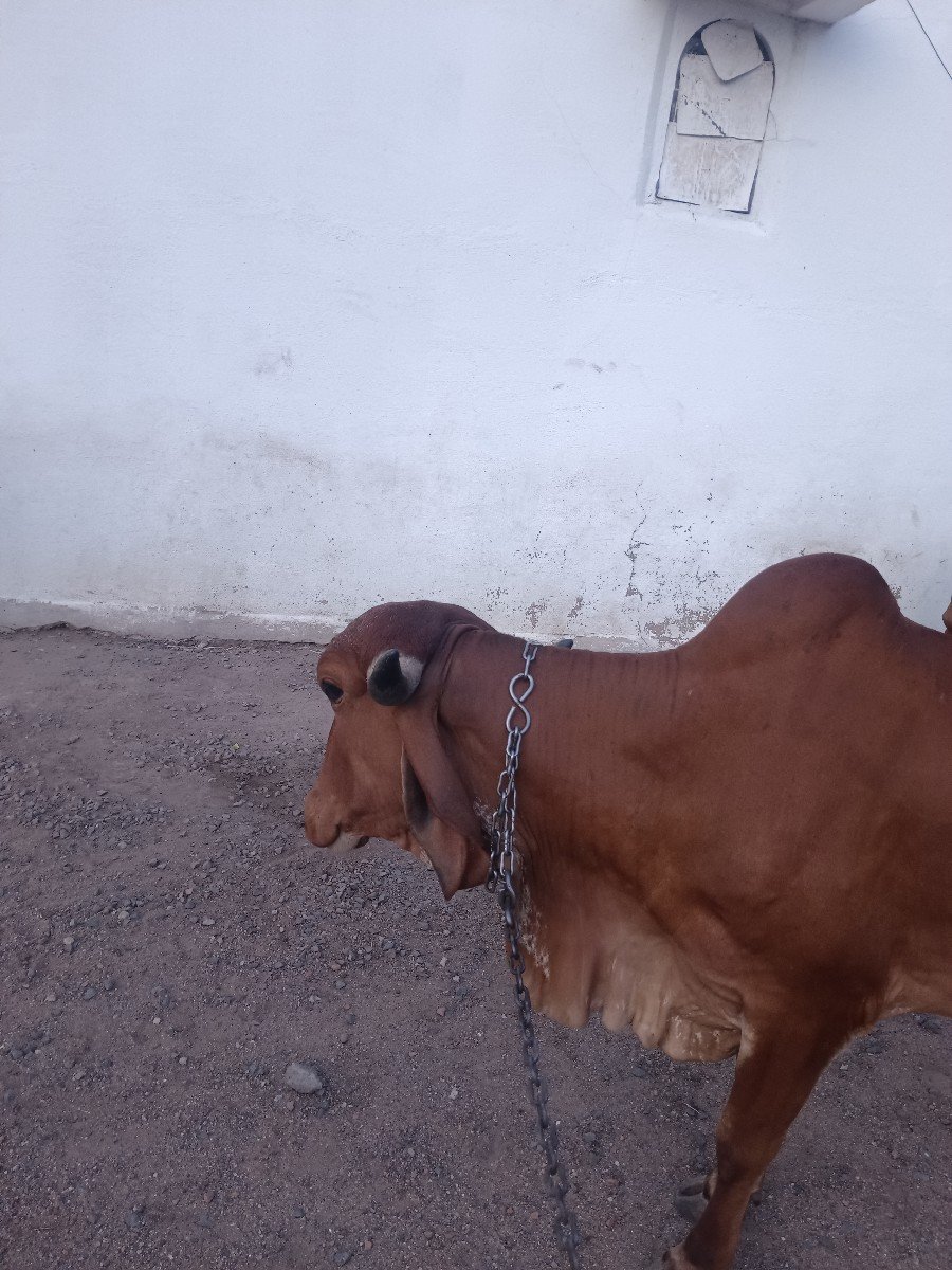 વસાડી
