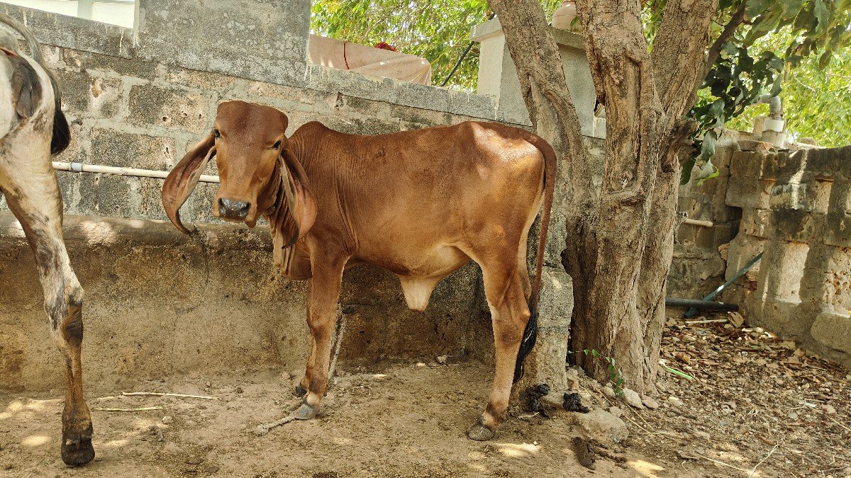 ગાય અને વાછડી