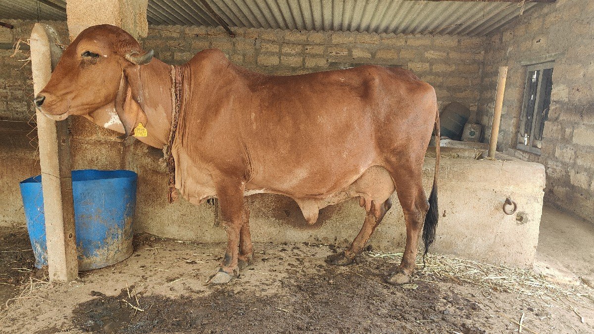 ગાય અને વાછડી