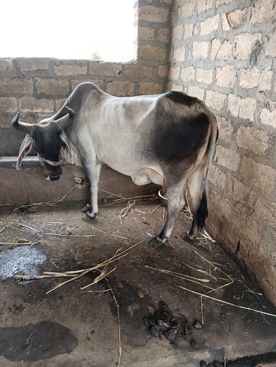 કાંકરેજ ગાય વેચવાની છે