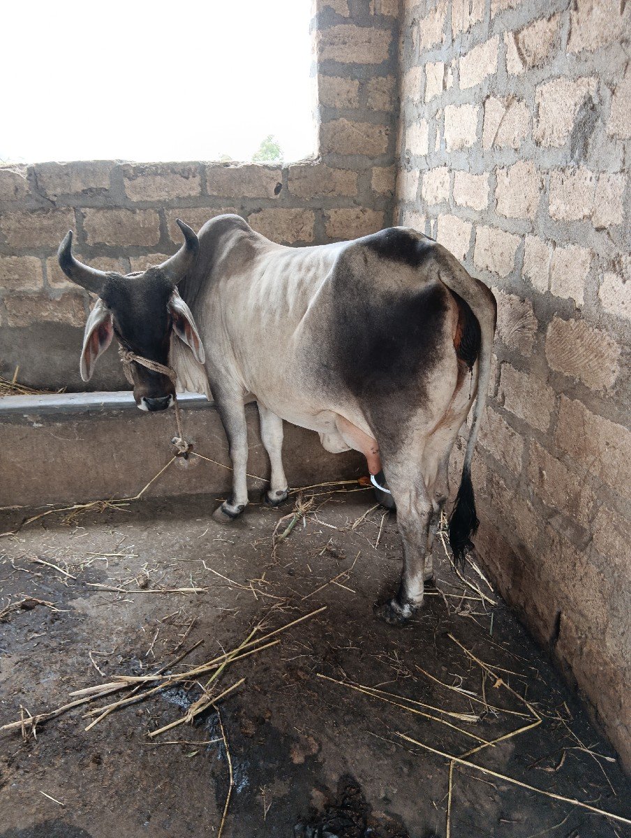 કાંકરેજ ગાય વેચવાની છે