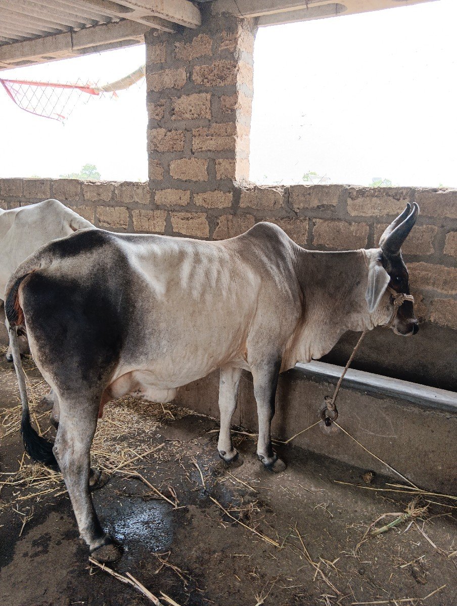 કાંકરેજ ગાય વેચવાની છે