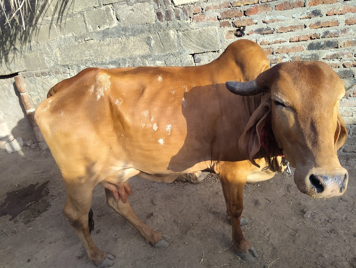 ગાય વેચવા ની છે