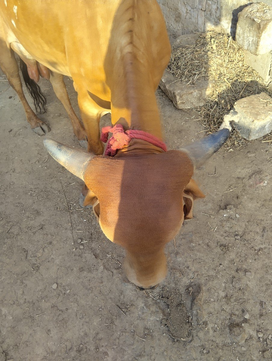 ગાય વેચવા ની છે