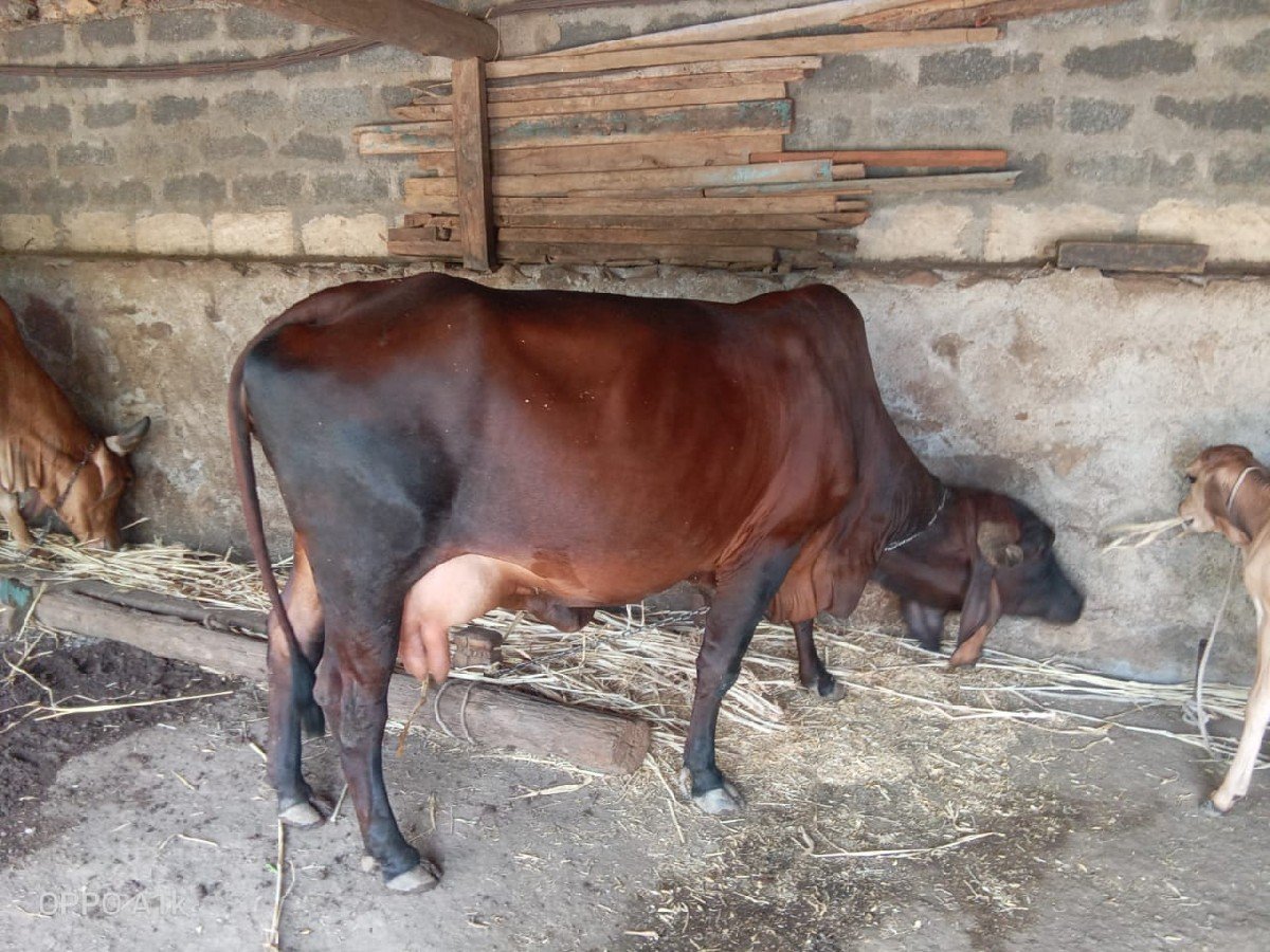 ગાય વેચવાની છે