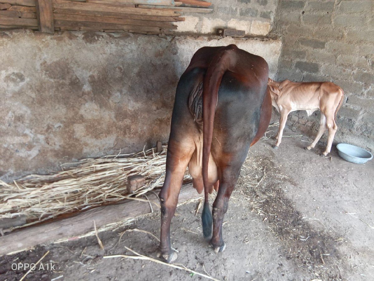 ગાય વેચવાની છે