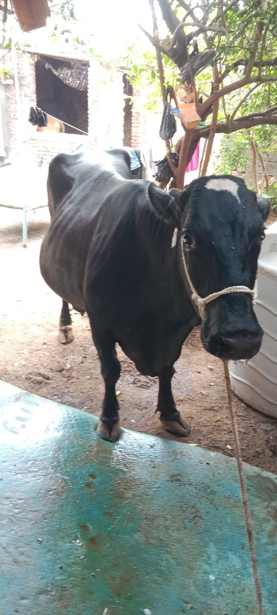 આ ગાય વેસવા ની શે