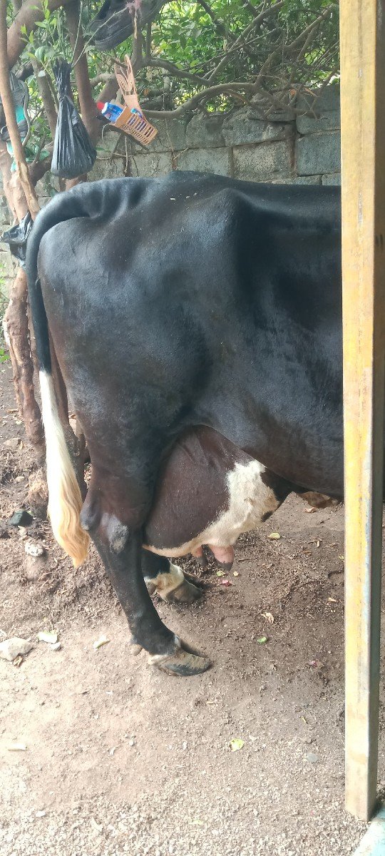આ ગાય વેસવા ની શે