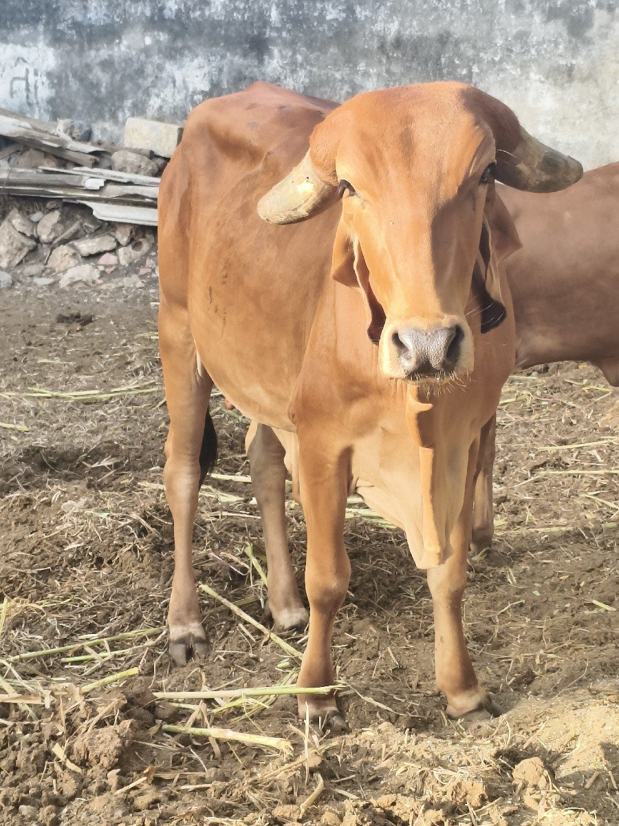 ગાય વેચવાની છે