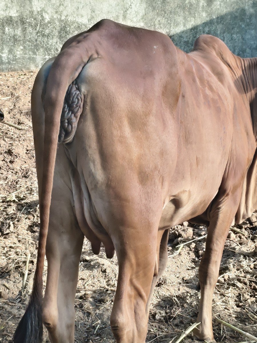 ગાય વેચવાની છે