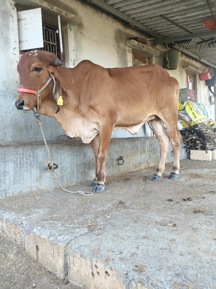 gir hodki vesvani se