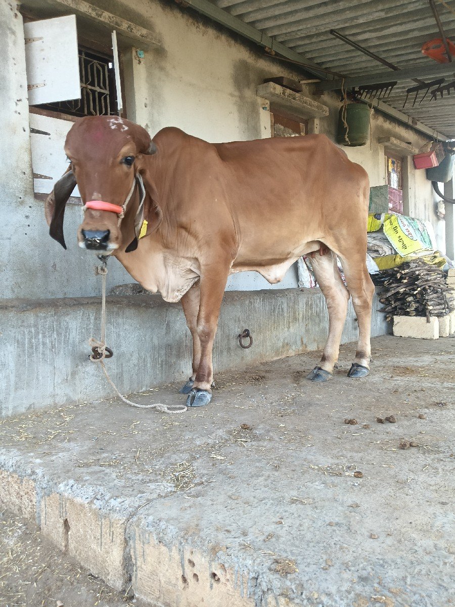 gir hodki vesvani se