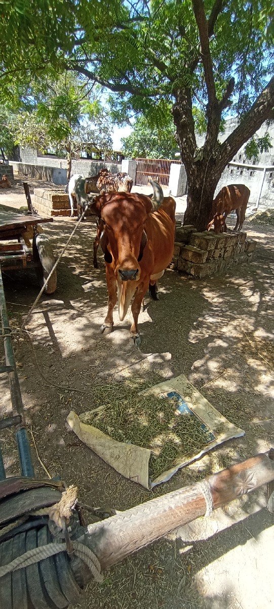 ગાય વેચવાની છે