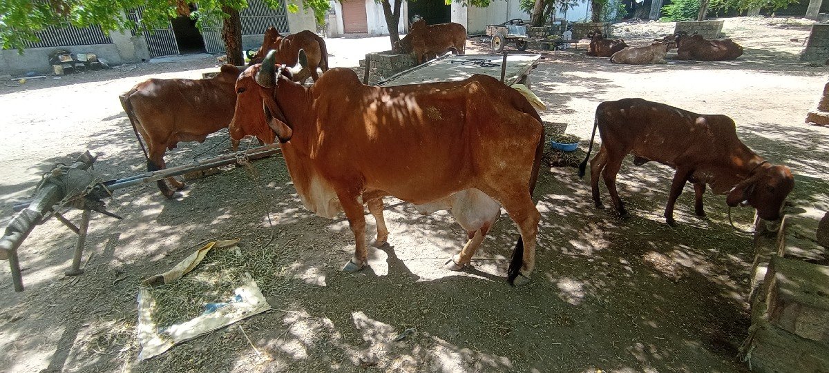 ગાય વેચવાની છે