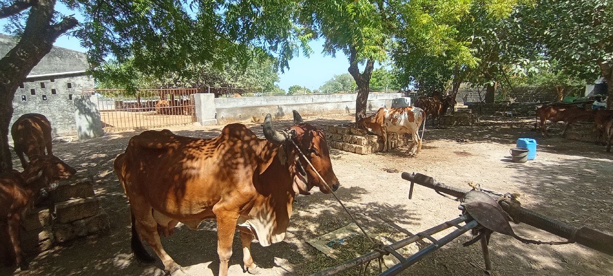 ગાય વેચવાની છે
